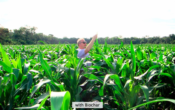 Corn without biochar
