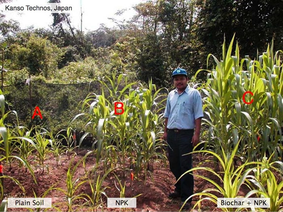 Biochar test plot