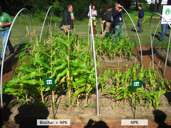 Biochar with NPK compared to NPK alone