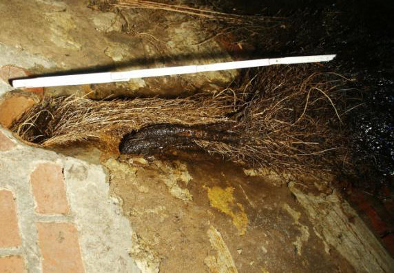 Tree roots in drain pipe